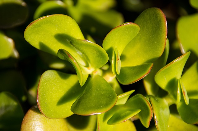 Guía de la Crassula ovata: cuidados esenciales del Árbol de Jade que debes conocer